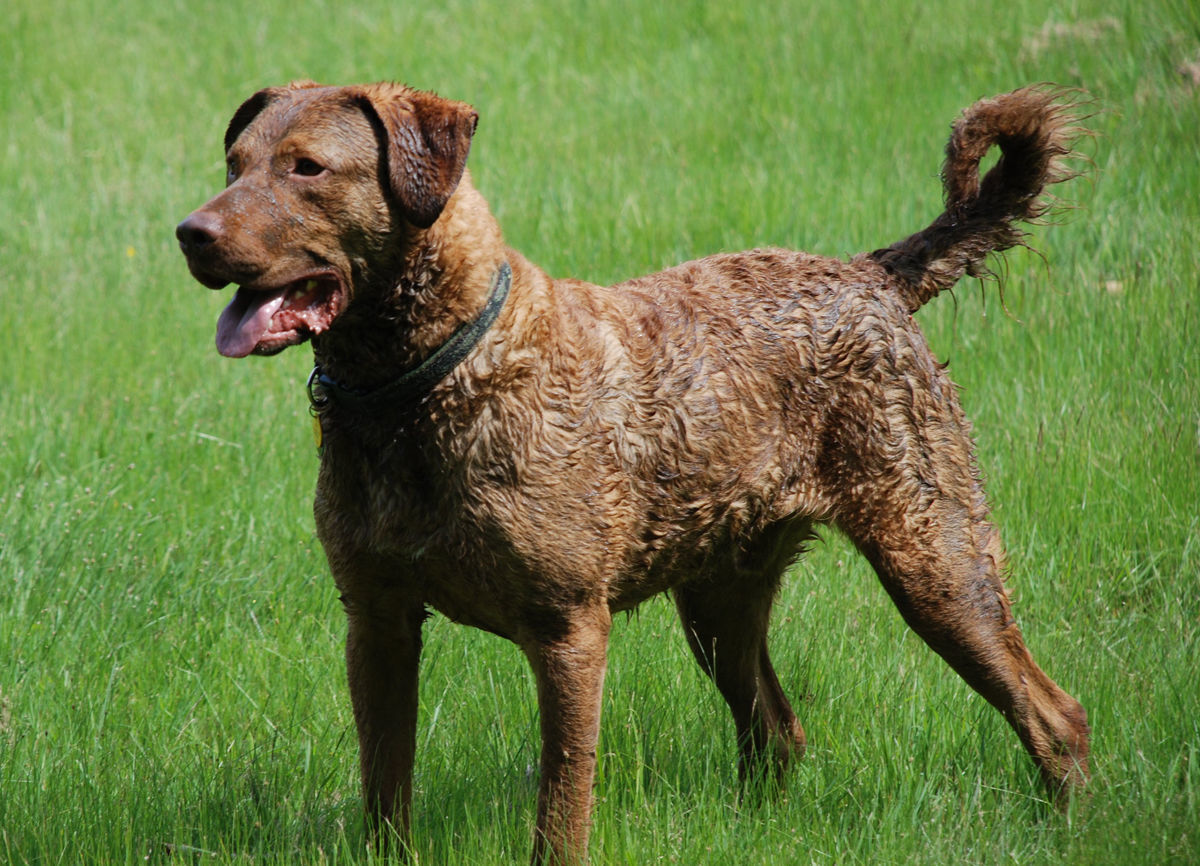 Chesapeake Bay Retriever